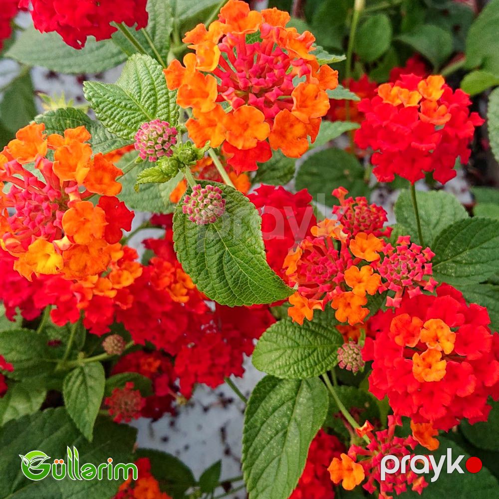 Lantana (Lantana camara) — Bitkilər, Bakı (6)