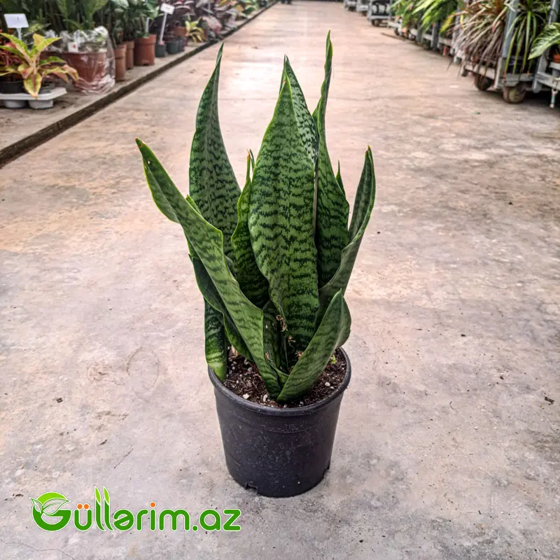 Sansevieria (Sansiveriya) — Bitkilər, Bakı (2)