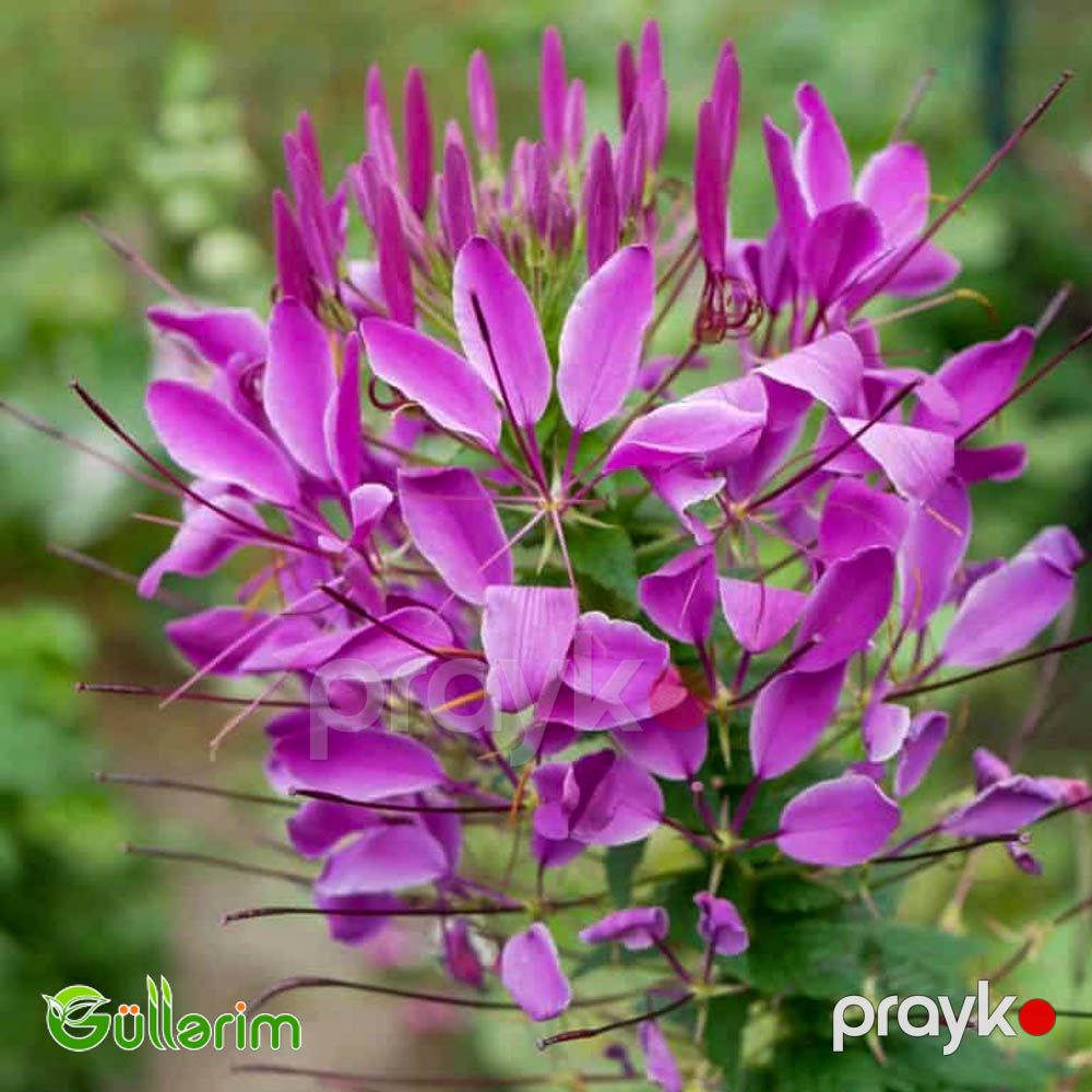 Kleoma (Cleome hassleriana) — Bitkilər, Bakı (2)