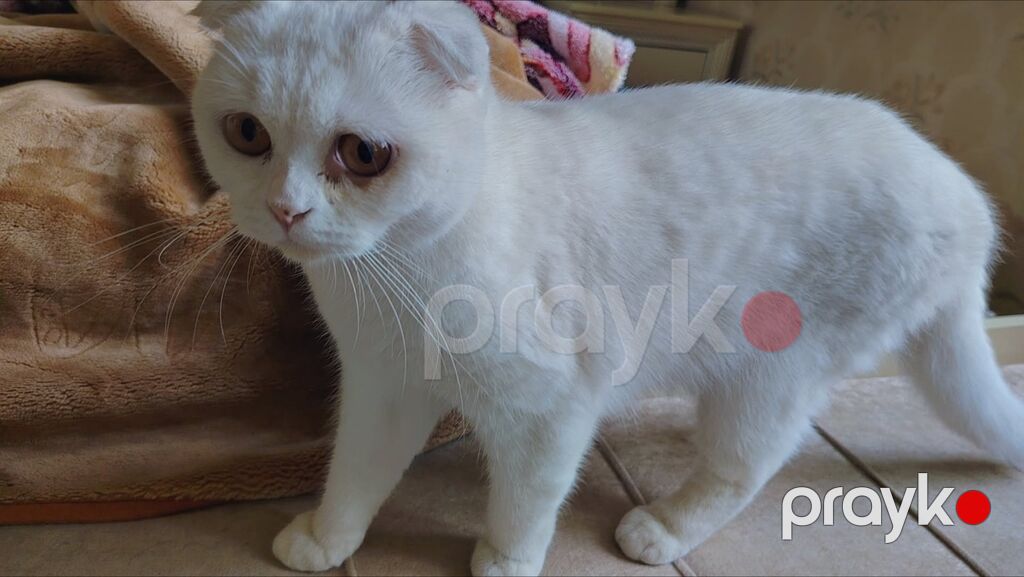Şotland yastı qulaq, Dişi, Yaxşı əllərə — Pişiklər, Gəncə (4)