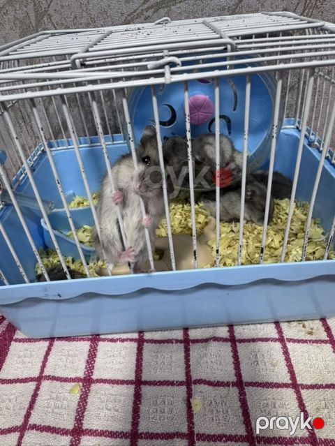 Hamster və qəfəs seti - Növ: xırda dekorativ hamsterlər (bir neçə — Mehdiabad
