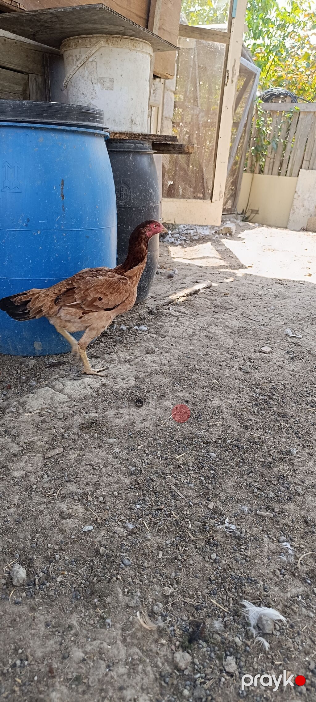 Heyratı fere. tam sagladim yumurtlayir qani cinsi temiz heyvandi — Toyuq və xoruz, Mingəçevir (3)
