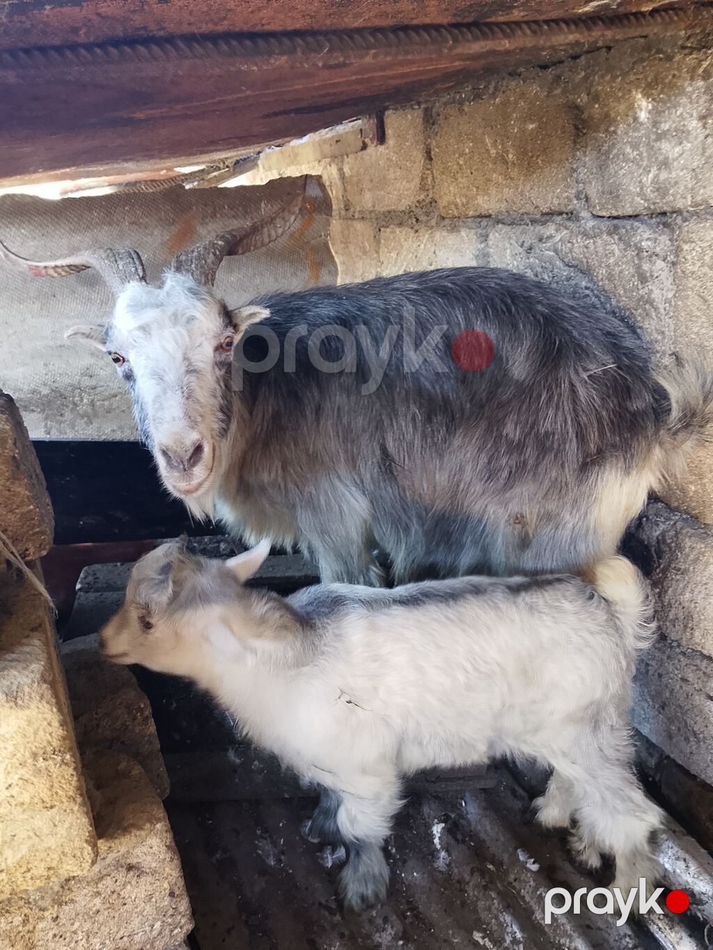 Ana keçi və balası (təkə bala) – birlikdə - Növ: yerli cins keçi — Kənd təsərrüfatı heyvanları, Bakı