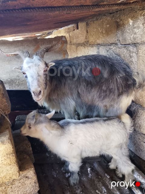 Ana keçi və balası (təkə bala) – birlikdə - Növ: yerli cins keçi — Bakı