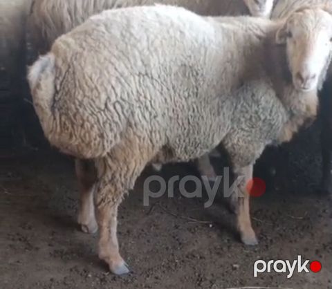 Kq sı 18 Manat. rial alıcı zəng etsin ünvan Kürdəmir.diri çəkisi 52 kq — Kürdəmir