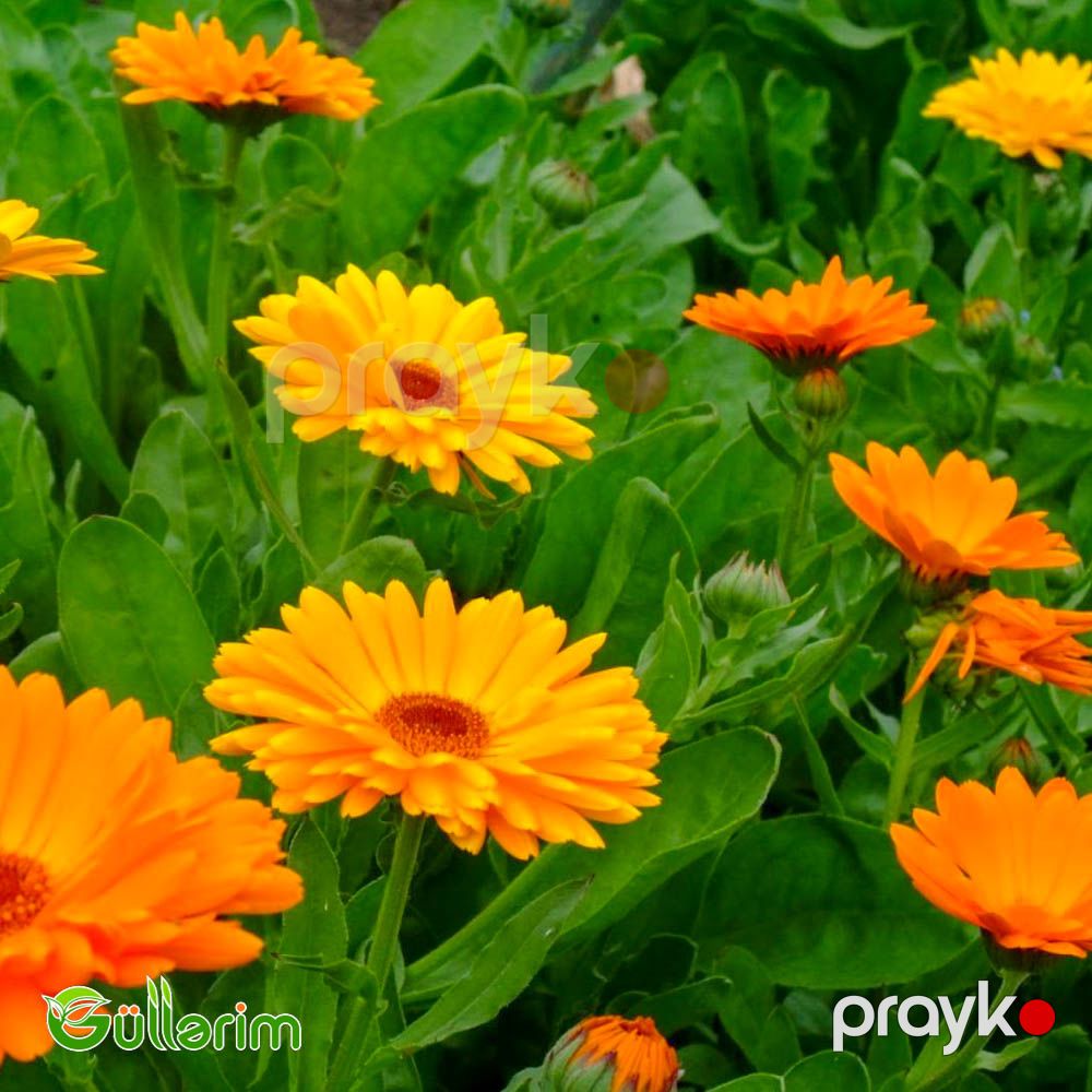 Calendula (Calendula officinalis) — Bitkilər, Bakı (4)