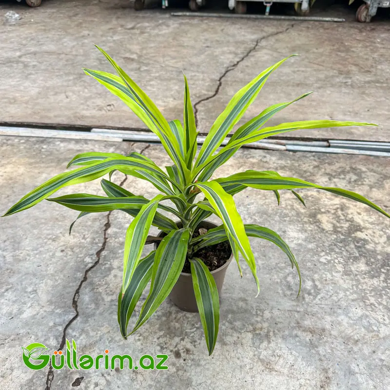 Dracaena Limon Lime — Bitkilər, Bakı (2)