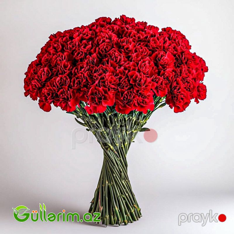Qırmızı Qərənfil — Bitkilər, Bakı (4)