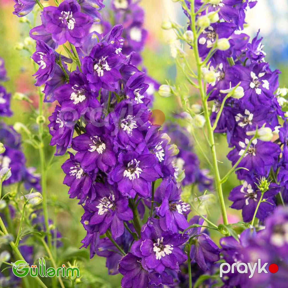 Delfinium (Delphinium) — Bitkilər, Bakı (4)