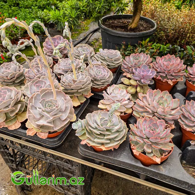 Sukulent (Bənövşəyi Echeveria) — Bitkilər, Bakı (3)