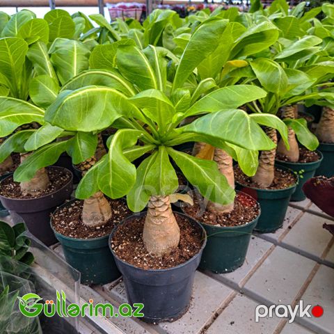 Madagaskar palması (Pachypodium lamerei)