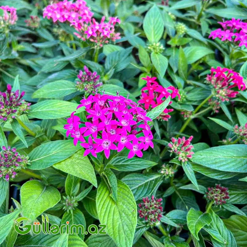 Pentas (Pentas Lanceolata / Ulduz Çiçəyi) — Bitkilər, Bakı (2)