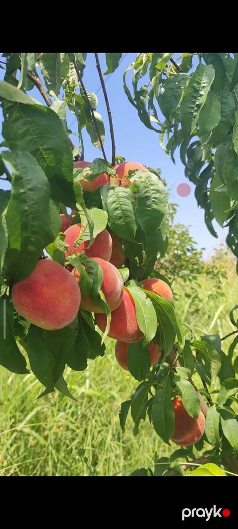 243 sot torpaq sahəsi, Mingəçevir ş — Mingəçevir