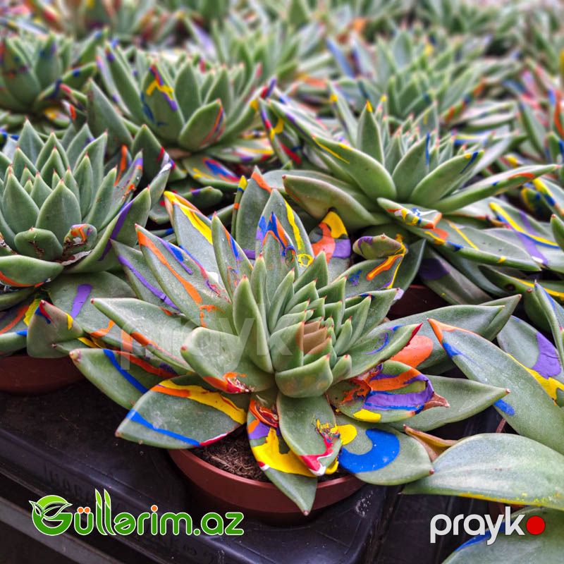 Sukulent (Rəngli Echeveria) — Bitkilər, Bakı (2)