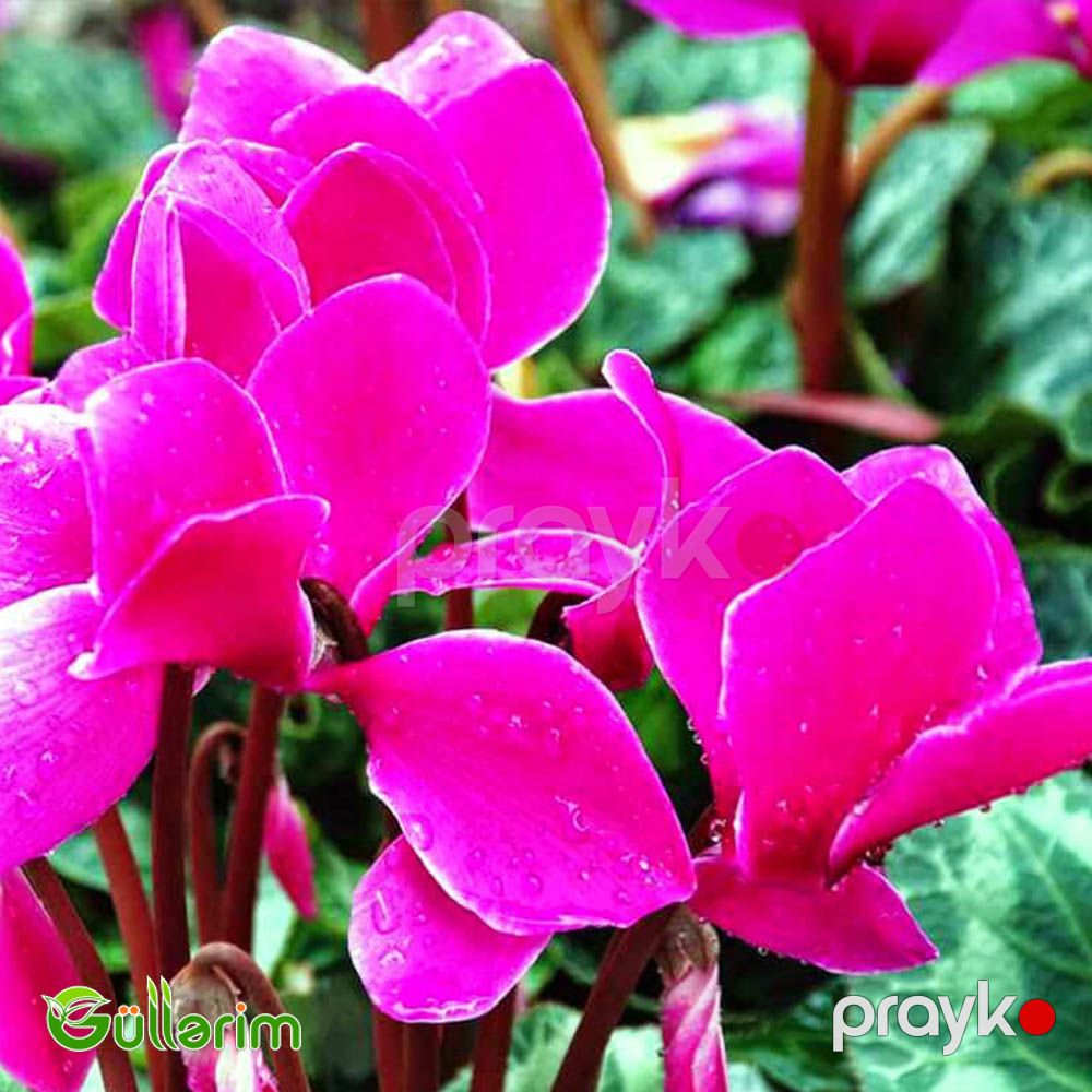 Siklamen (Cyclamen) — Bitkilər, Bakı (3)