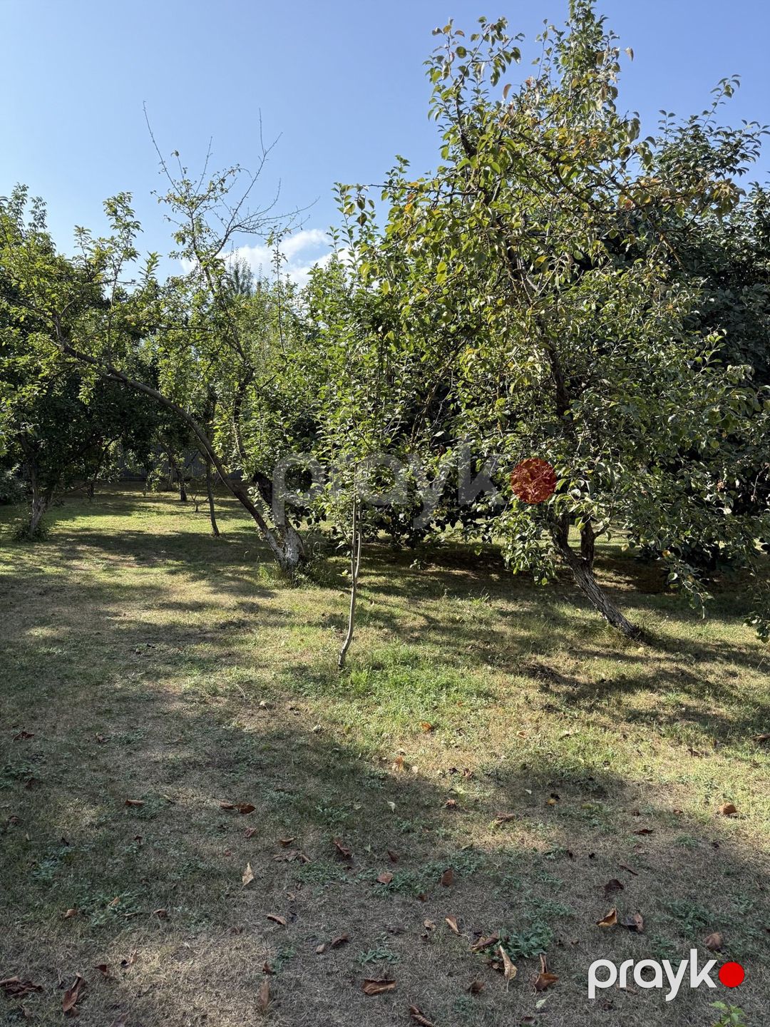Satılır torpaq 8 sot — Torpaq, İsmayıllı (2)