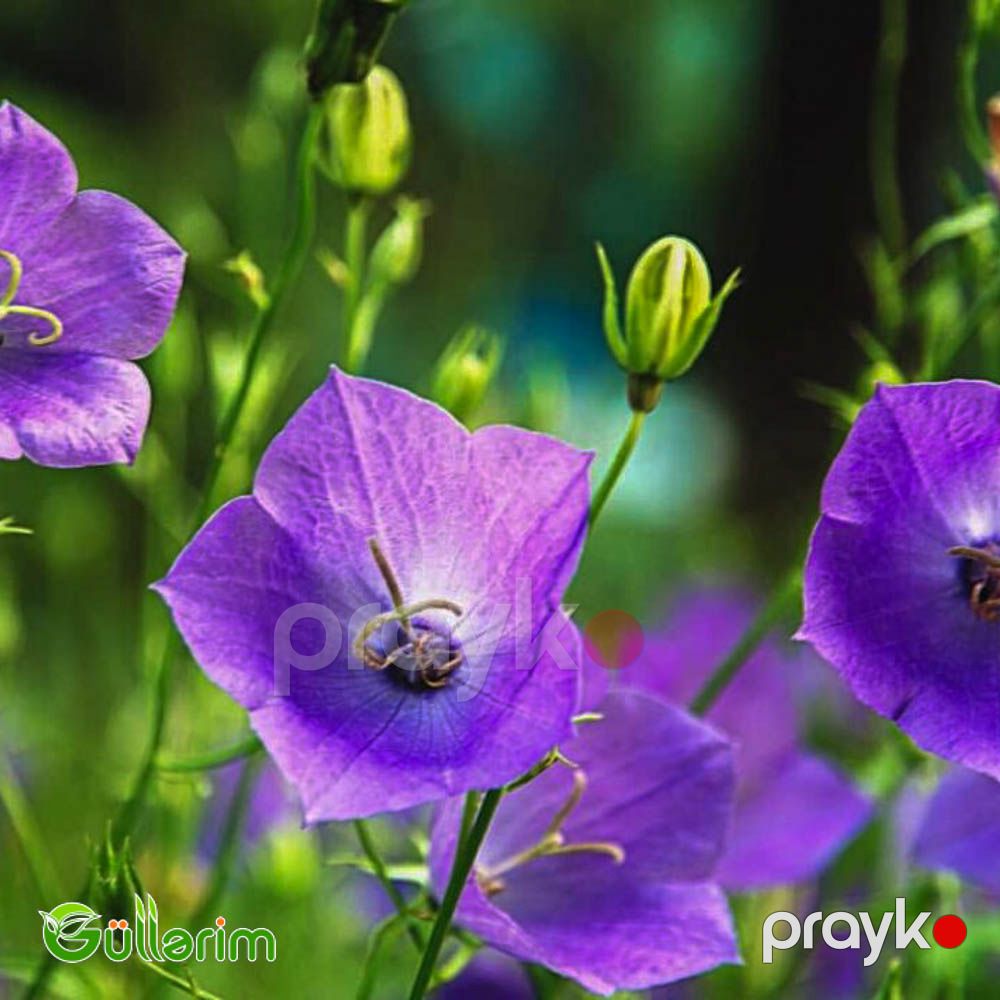 Zəng Gülü - (Campanula) — Bitkilər, Bakı (4)