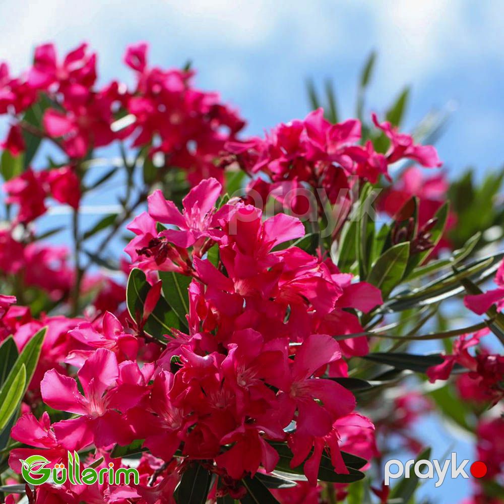 Oleandr (Nerium oleander) — Bitkilər, Bakı (4)