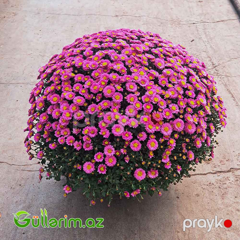 Xrizantema (Chrysanthemum morifolium) — Bitkilər, Bakı (2)