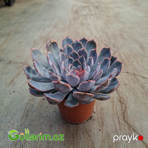 Sukulent (Mavi Echeveria)