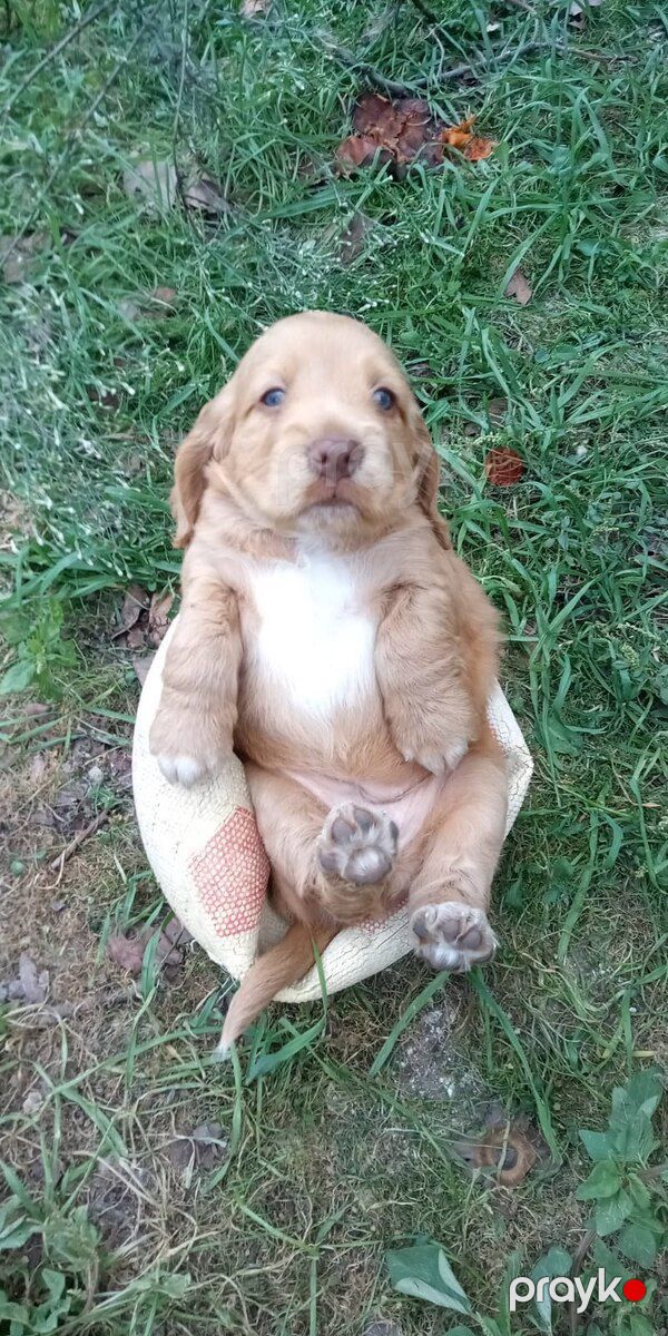 Koker Spaniel balaları — Köpəklər, Bakı (6)