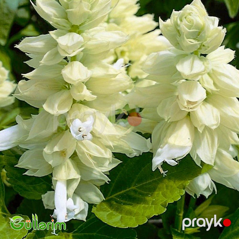 Salviya (Salvia splendens) — Bitkilər, Bakı (3)