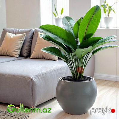 Plastik Dibçək 07 — Bağ dekorasiyası, Bakı (4)