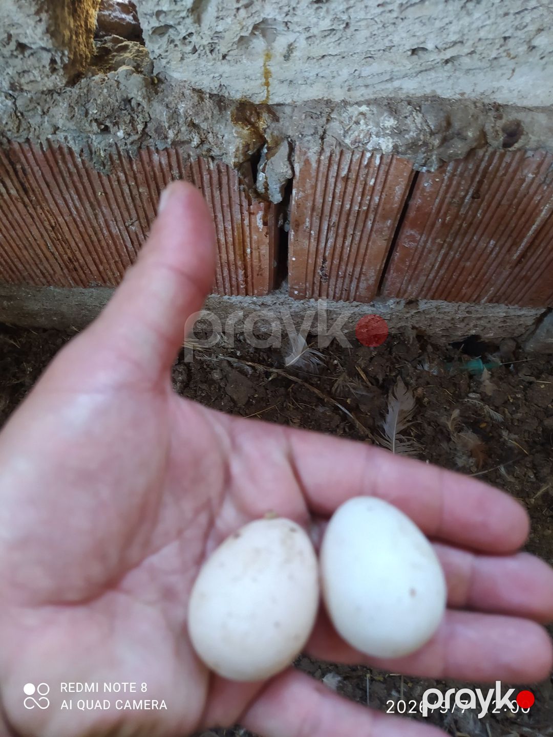 Firənglər — Quşlar, Bakı (2)