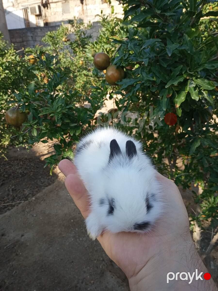 Karlik dovşanlar — Dovşanlar, Bakı (12)