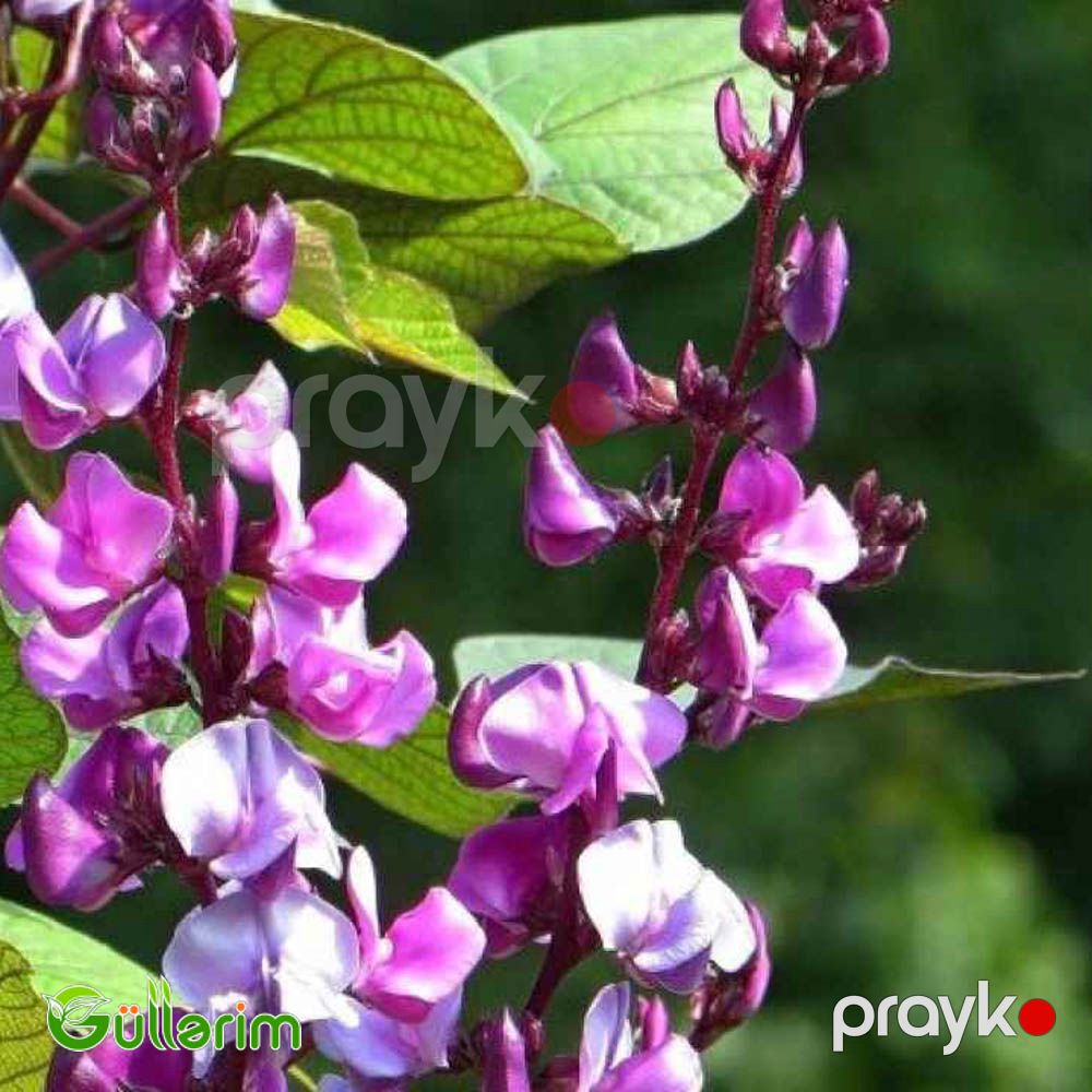 Dolixos (Dolichos lablab) — Bitkilər, Bakı (2)