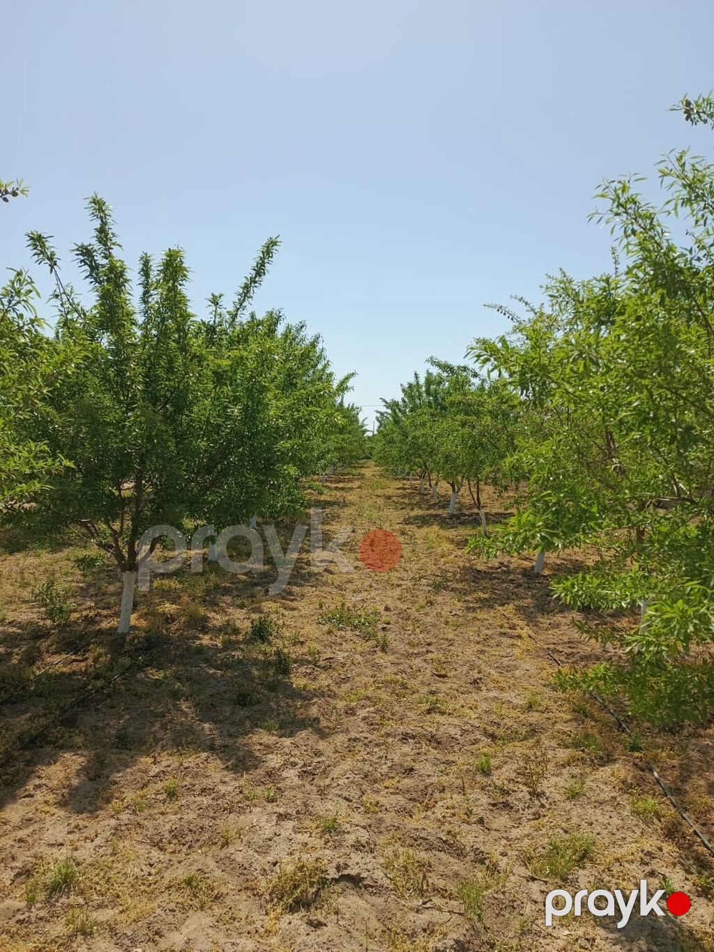 24 sot, Texniki pasport — Torpaq, Bakı (4)