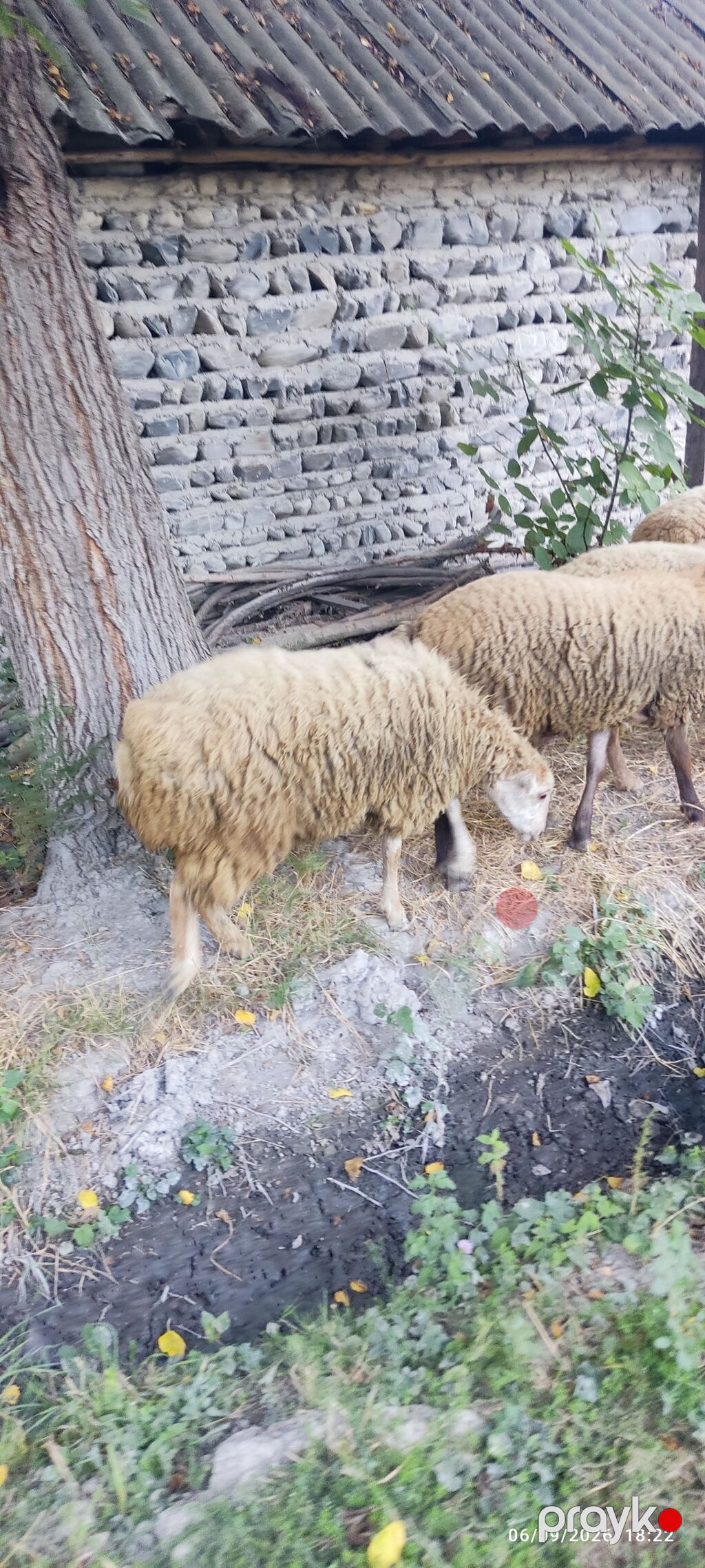 1 erkək və 2 dişi quzu satılır. razılaşma yolu ilə — Kənd təsərrüfatı heyvanları, Ucar (4)
