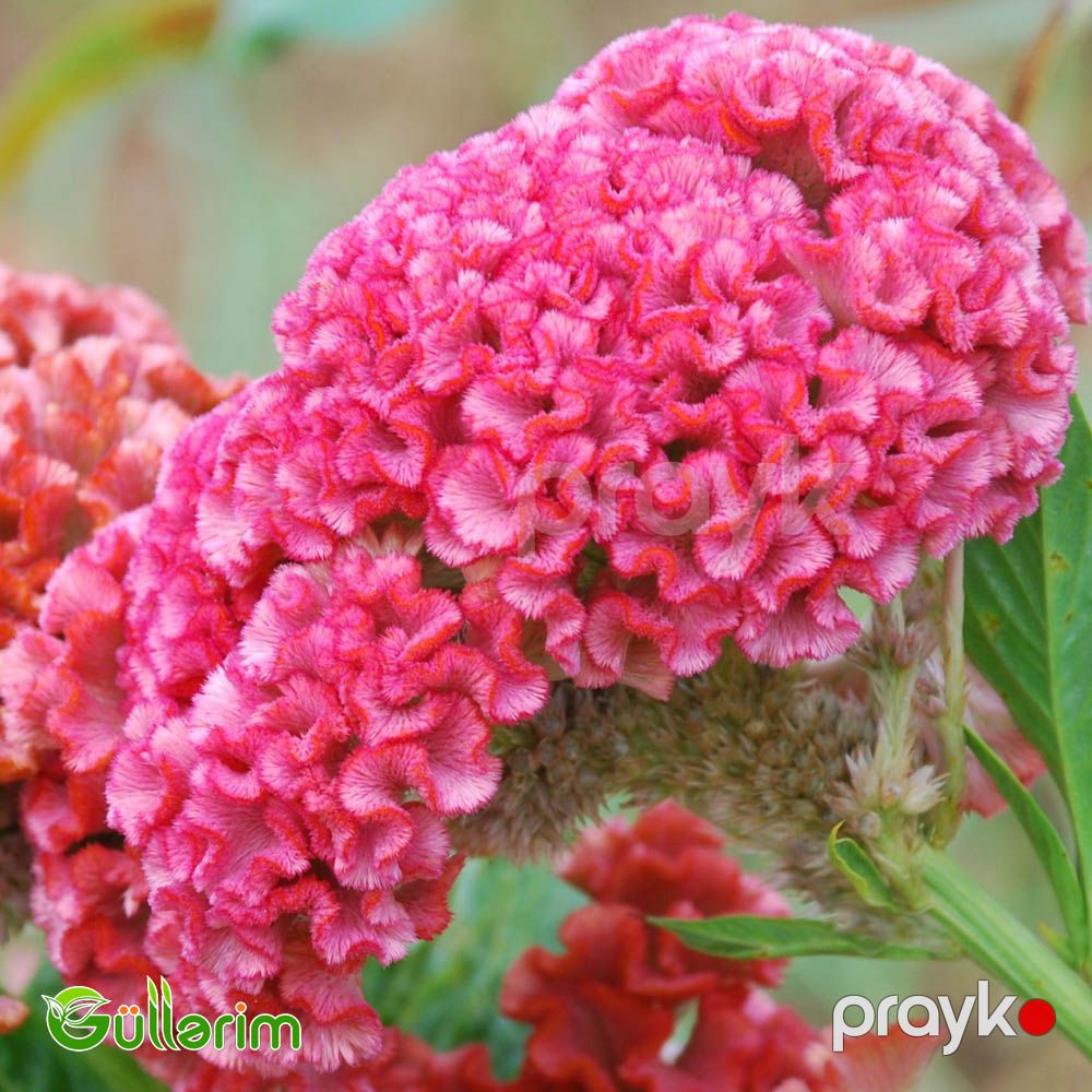 Xoruz pipiyi - (Celosia cristata) — Bitkilər, Bakı (2)