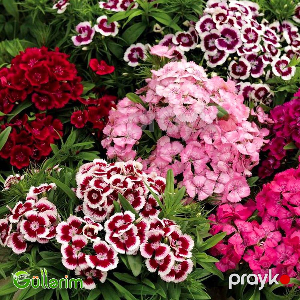 Türk Qərənfili (Dianthus barbatus) — Bitkilər, Bakı (4)