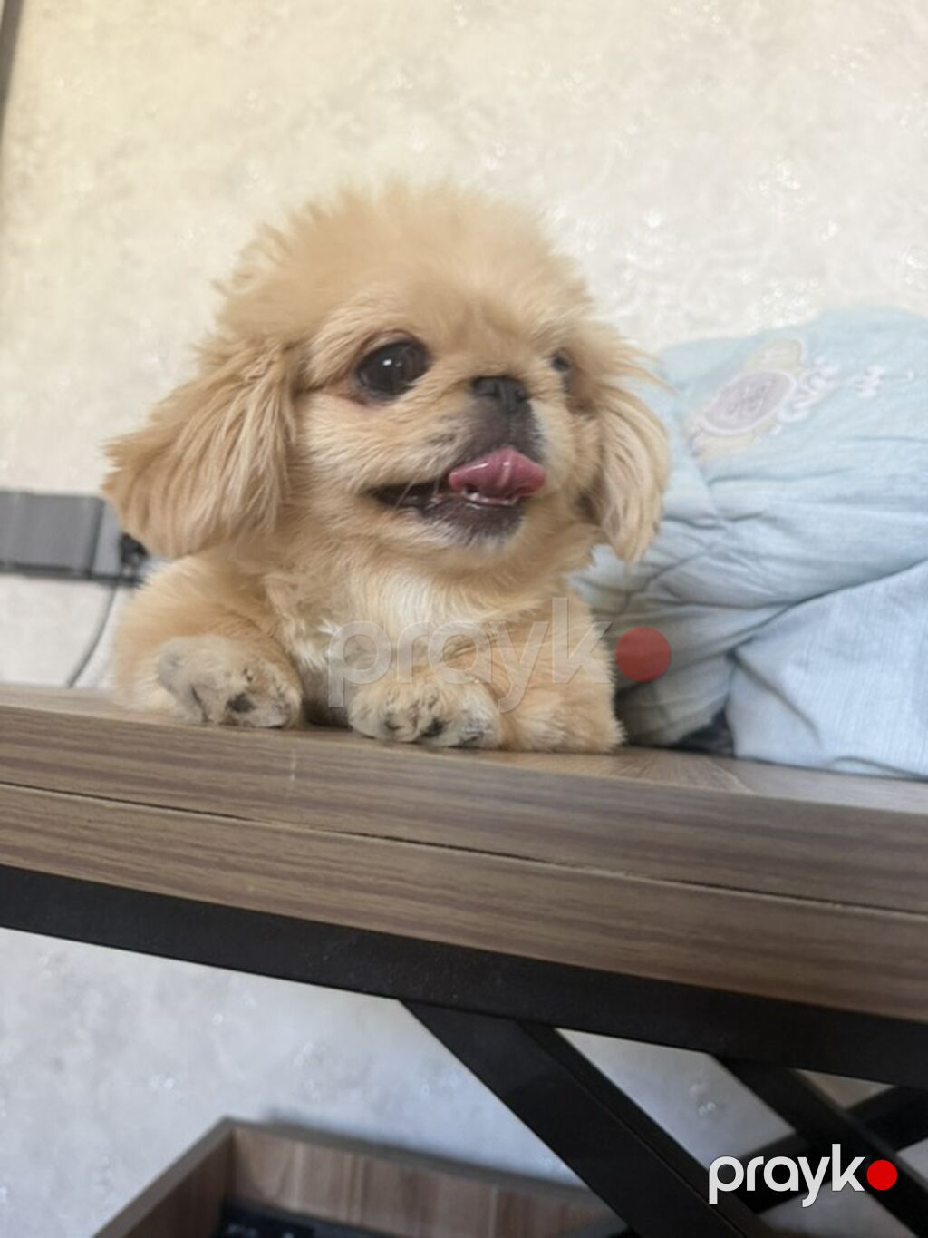 Pekines, 6 ay, Erkək, Peyvəndli, Ünvandan götürmə — Köpəklər, Digah (3)