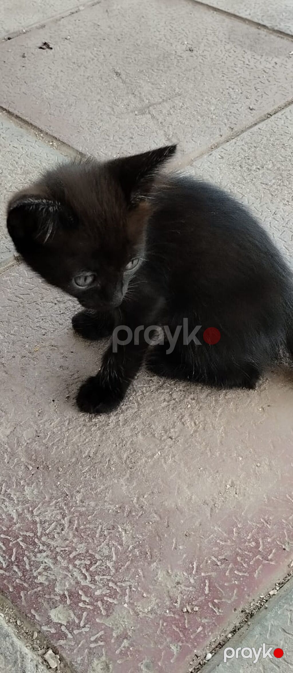 19.07. 26 dogulublar. Ata ve anasi siamdır. Tualet terbiyeleri var — Pişiklər, Bakı (7)
