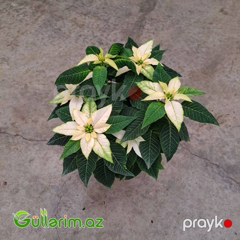 Poinsettia (Atatürk çiçəyi) — Bitkilər, Bakı (4)