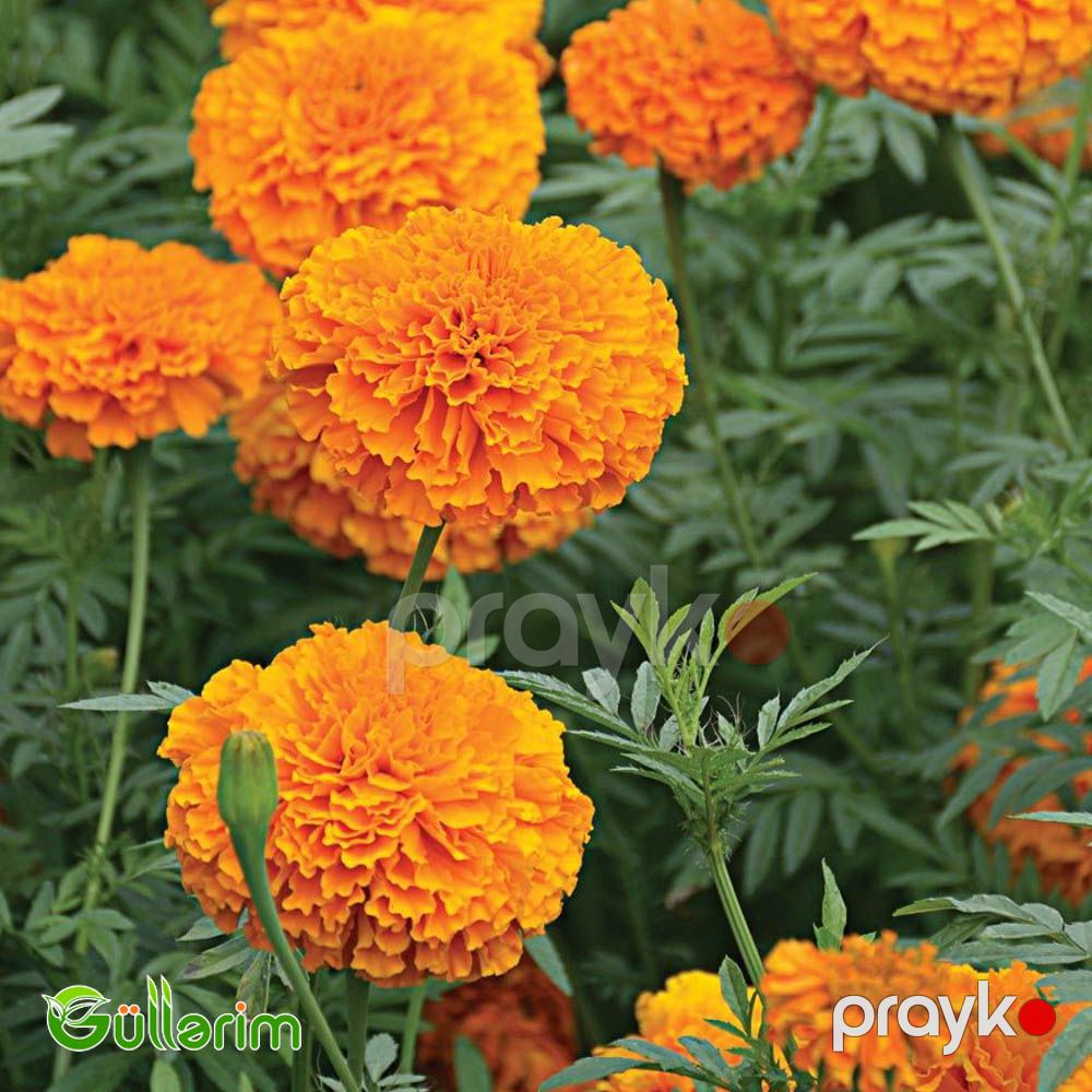 Böyükçiçəkli Barxat (Tagetes erecta) — Bitkilər, Bakı (4)