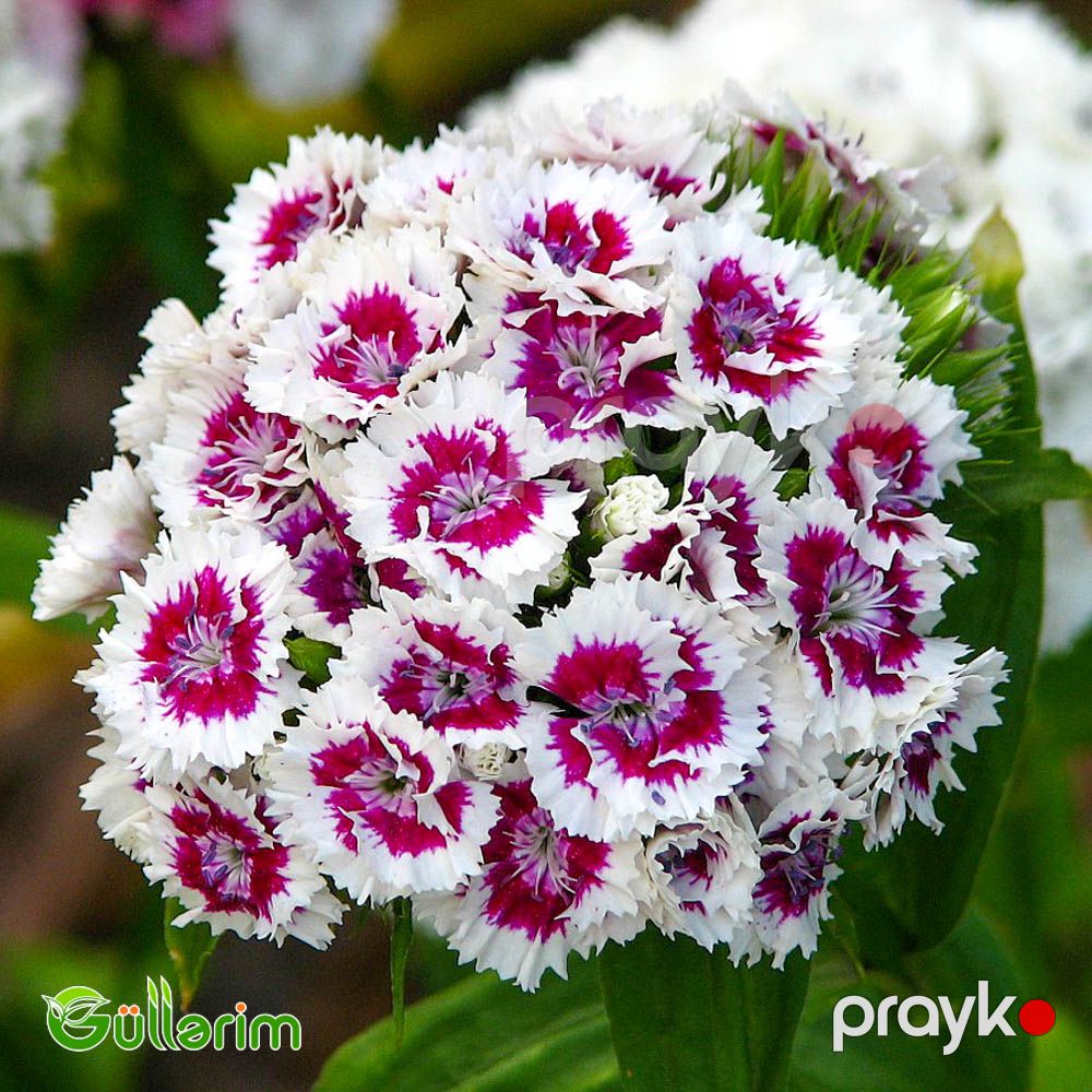 Türk Qərənfili (Dianthus barbatus) — Bitkilər, Bakı (2)