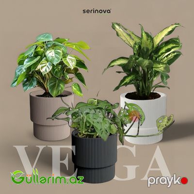 Plastik Dibçək 05 — Bağ dekorasiyası, Bakı (3)