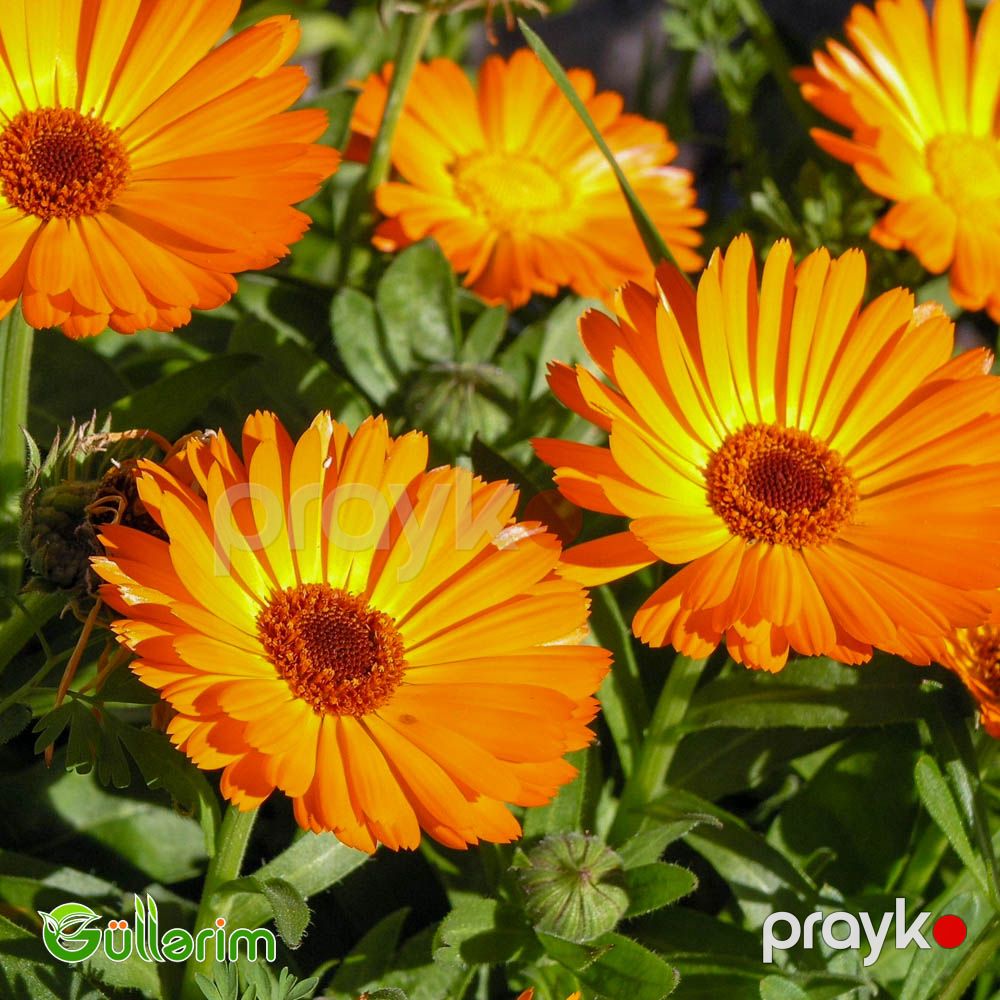 Calendula (Calendula officinalis) — Bitkilər, Bakı (3)