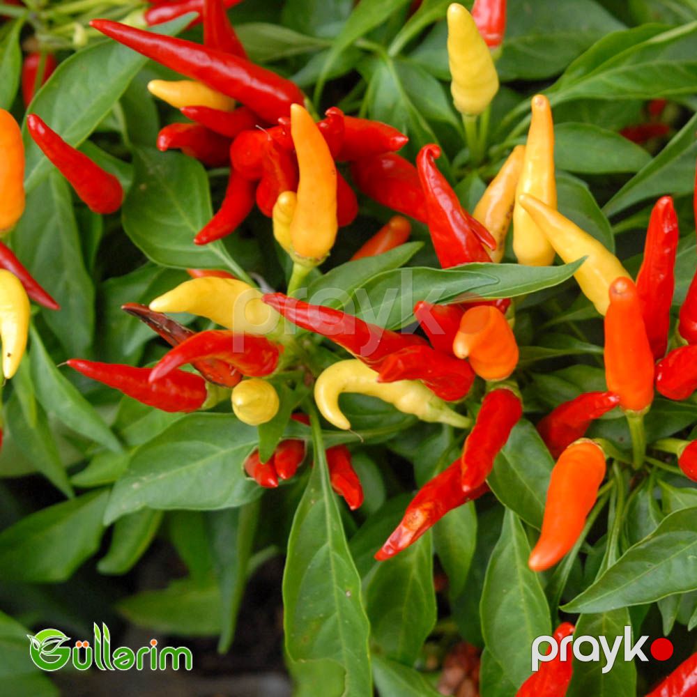 Bəzək bibəri (Capsicum annuum) — Bitkilər, Bakı (4)