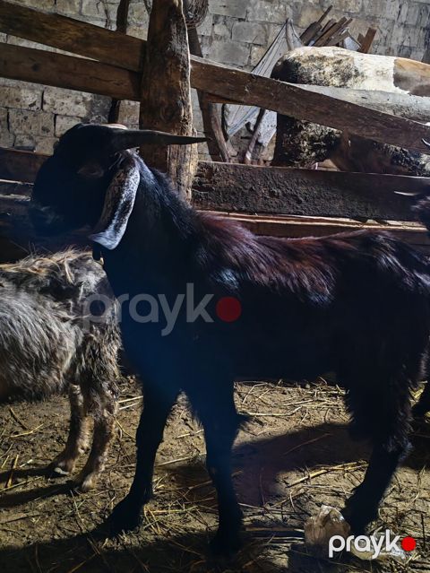 Toxumu hələp çəpişi, 1 yaşı tamam olmayıb, ünvan Ceyranbatan qəsəbəsi — Sumqayıt