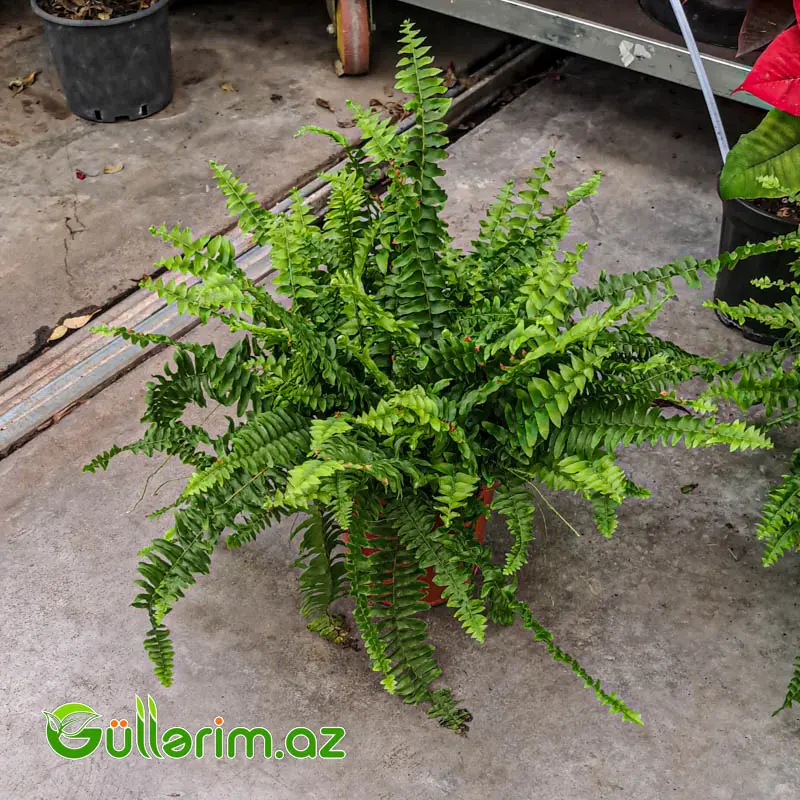Boston Qıjısı (Nephrolepis Exaltata) — Bitkilər, Bakı (2)