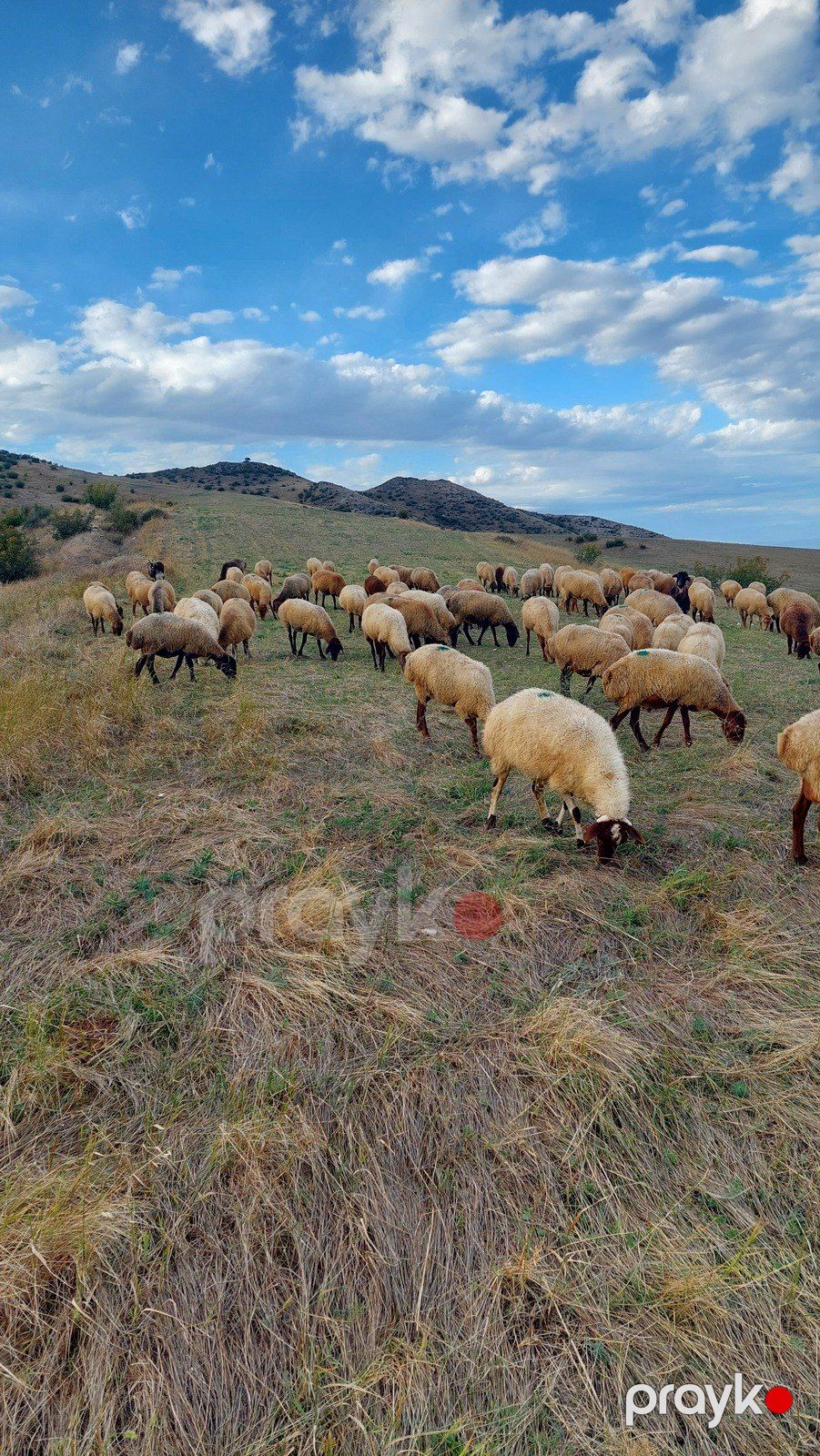 Qoyunlar — Kənd təsərrüfatı heyvanları, Bakı (3)