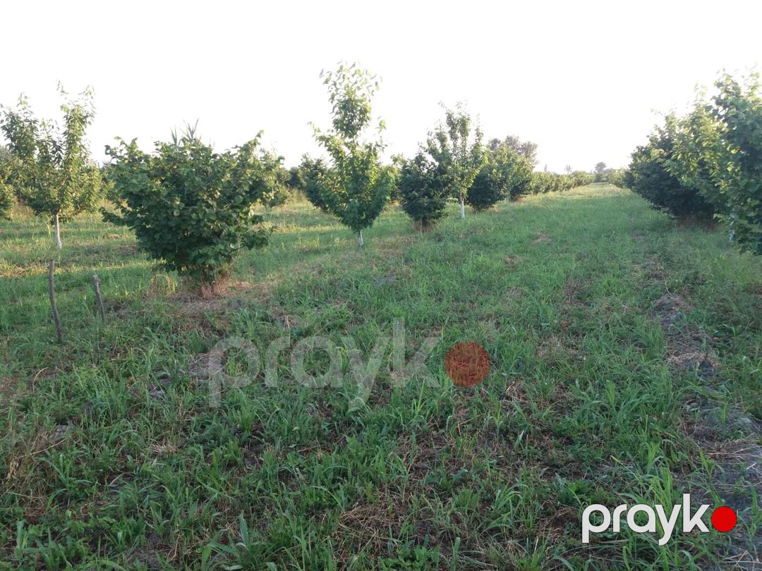Satılır torpaq 100 sot — Torpaq, Xaçmaz (3)
