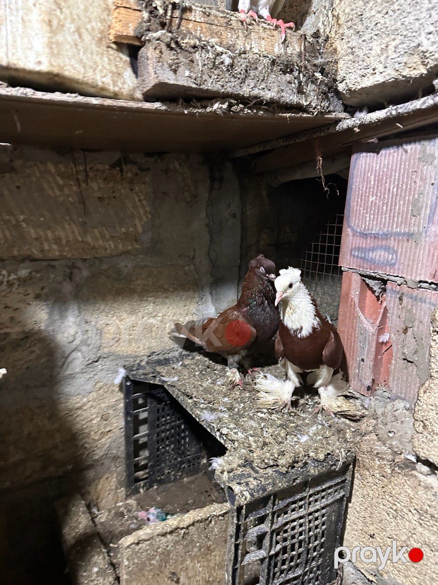 Göyərçinlər — Quşlar, Bakı (4)
