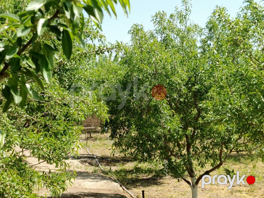 24 sot torpaq sahəsi, Maştağa qəs — Torpaq, Bakı (5)
