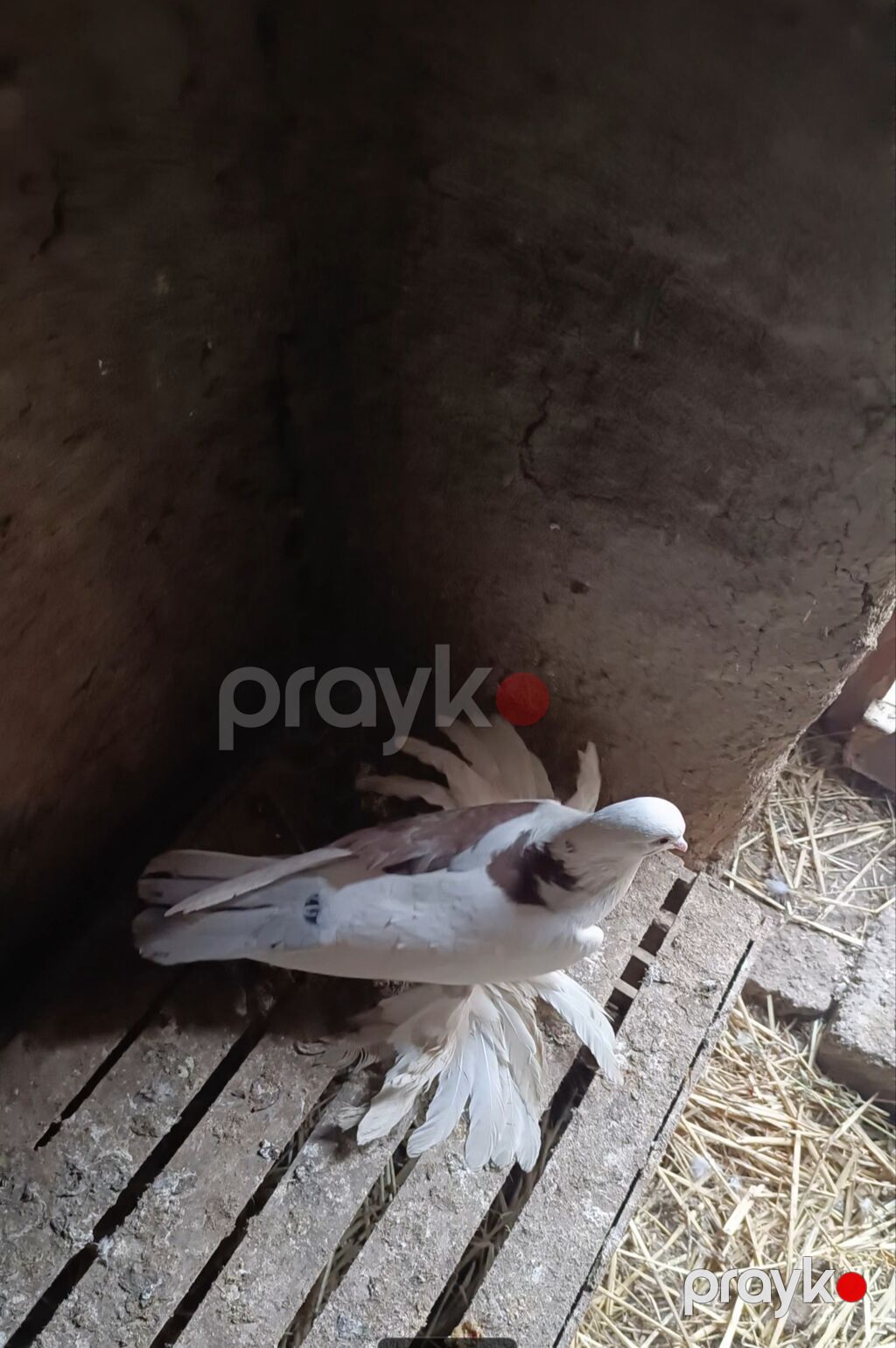 Oynaq quşdu iri lələklidi — Göyərçin, Biləsuvar (2)
