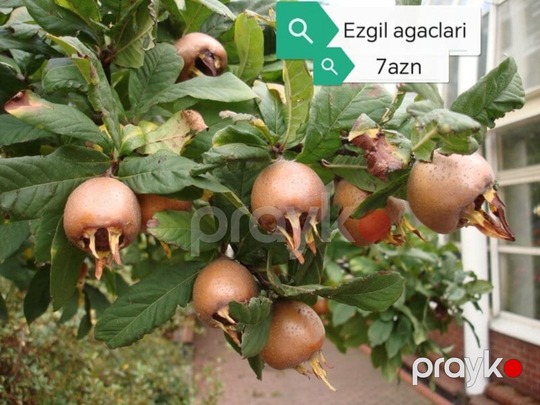 Meyvə ağacları — Bitkilər, Quba (11)